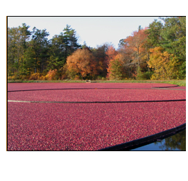 cranberry harvest